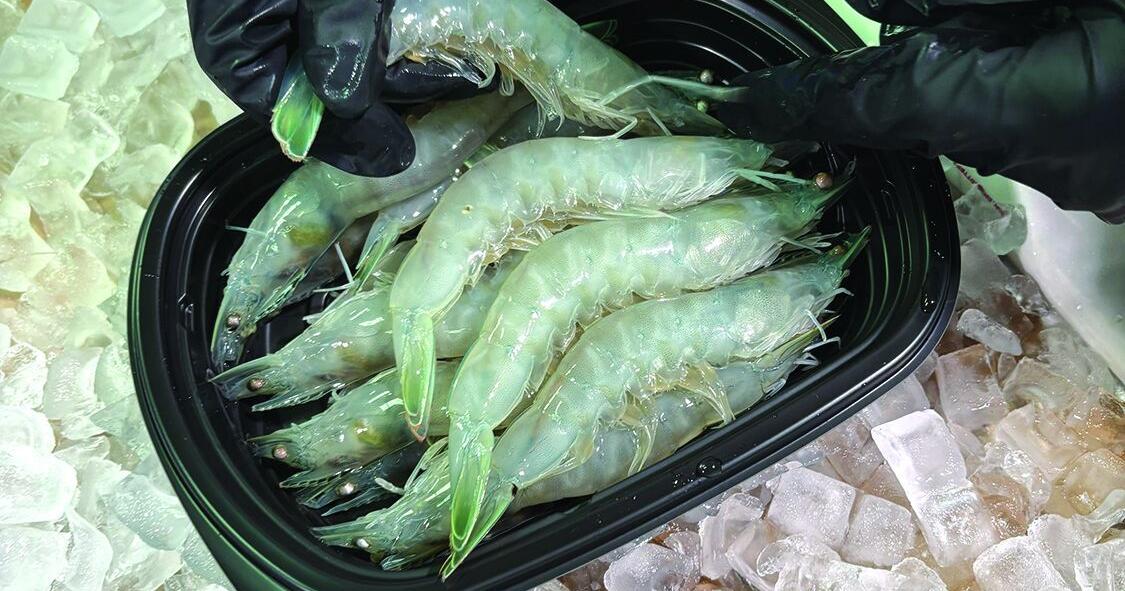 Shrimp farming (12) - worked.tif