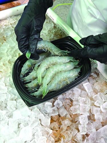 Shrimp farming (12) - worked.tif