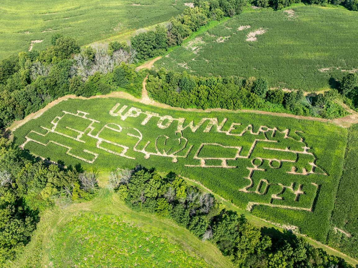 Uptown Farms pumpkin patch maze