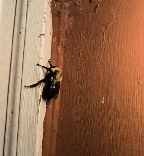 Bee