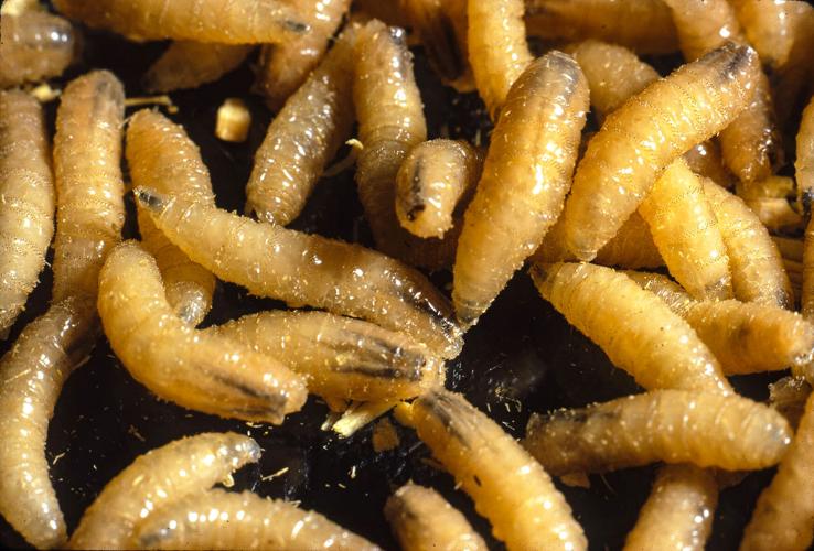 New World screwworm larvae