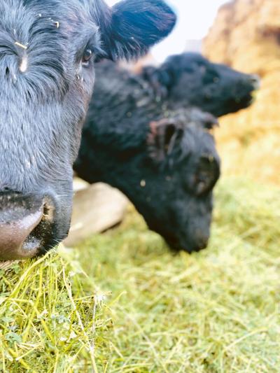 Cattle eat alfalfa hay