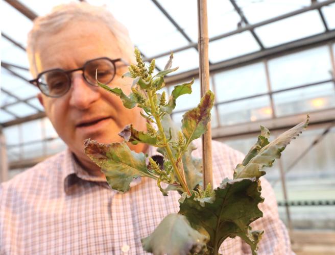 Irwin Goldman holds plant
