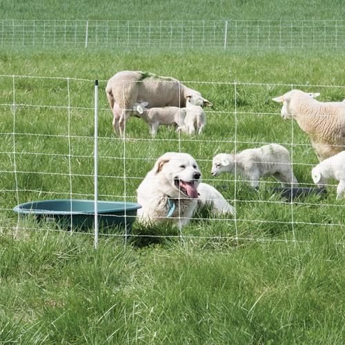 Guard dog by stock tank in sheep paddock