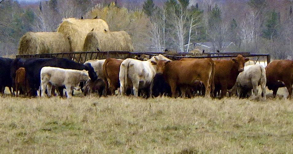 Reduce dangerous bacteria with diet