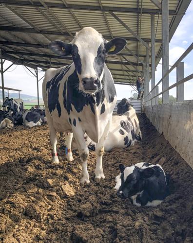 Dairy cow and calf