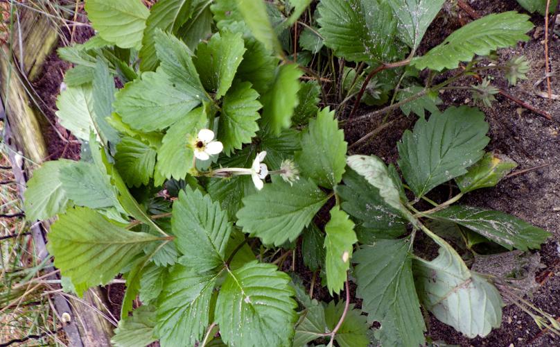 Strawberry plants