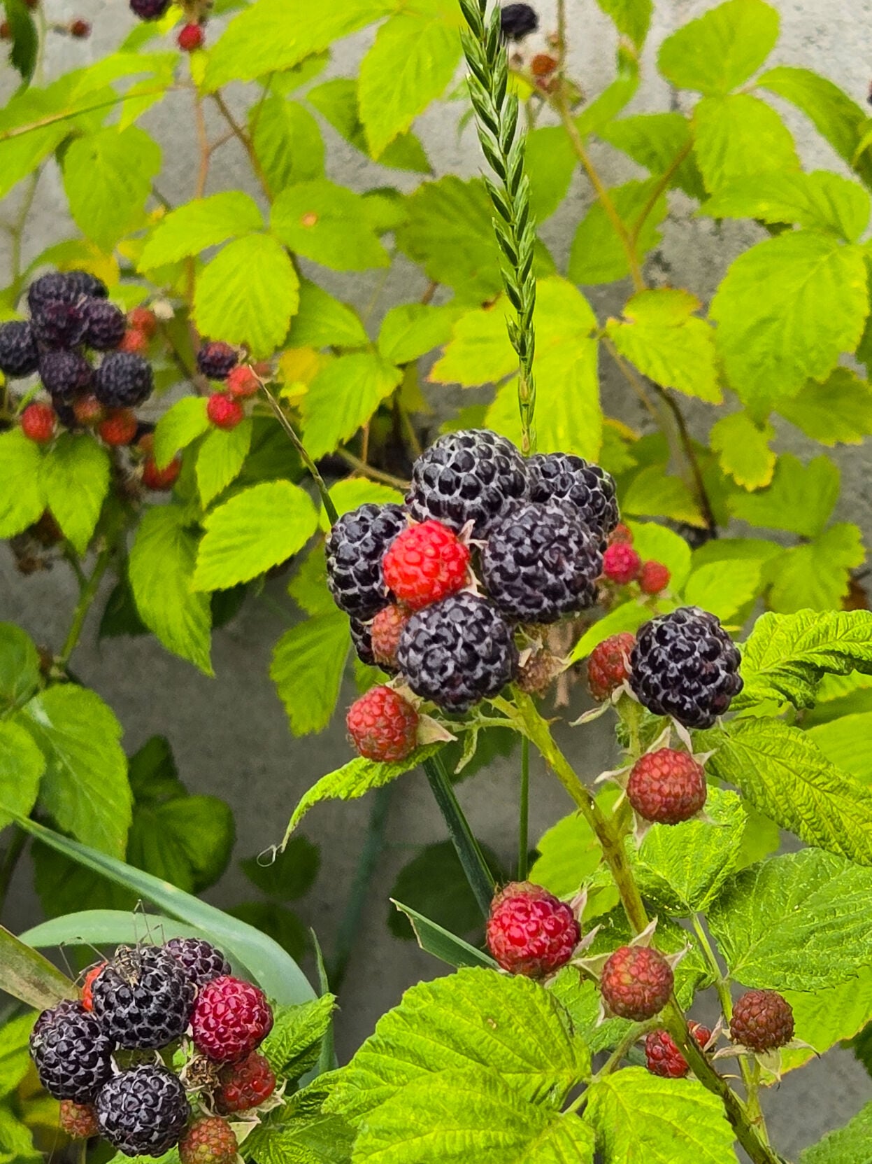 Raspberries