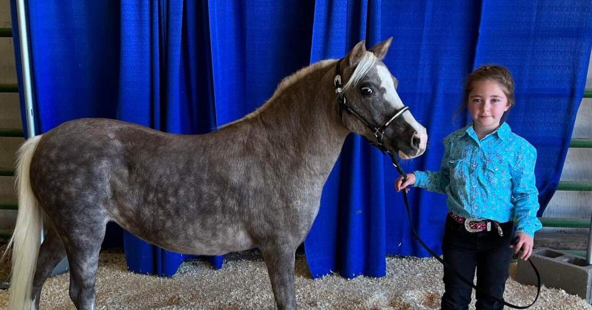 2 niece remington showingsilver blue family pony wa full.jpeg