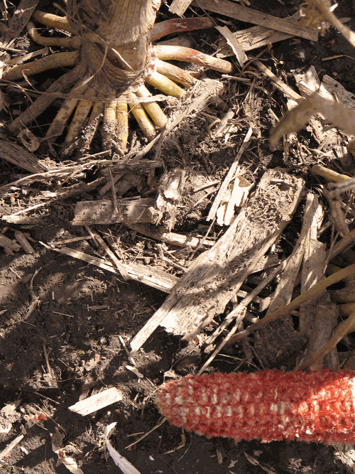 corn residue