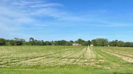 John-Minalt-aspargus-field