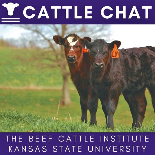 Kansas State University-Beef Cattle Institute Cattle Chat logo