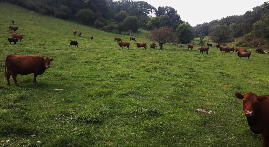 Cattle at Mike Berg farm