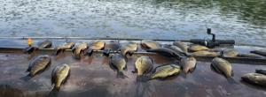 Bluegills