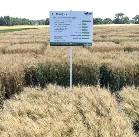 AP Murdock Spring Wheat