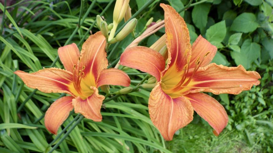 Flowers
