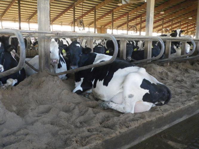 Hock injuries animal-welfare concern:  Deep-bedded, maintained stalls best
