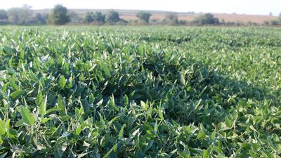 soybeans