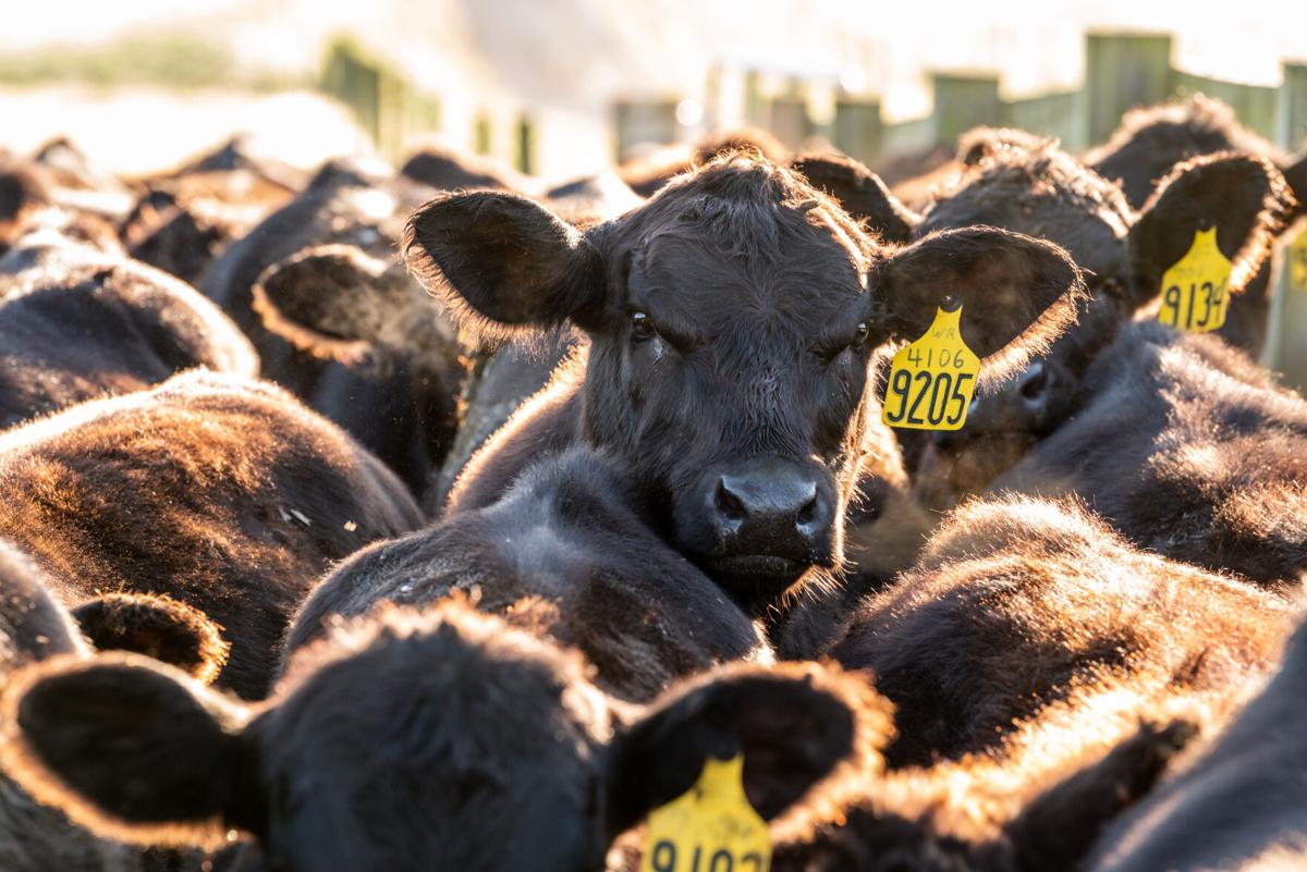 Agnus cattle