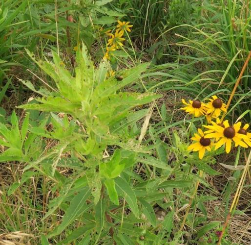 Evening primrose and black-eyed susans