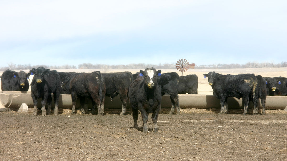 Feedlots
