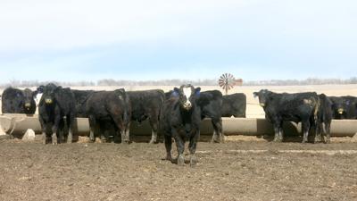 Feedlots