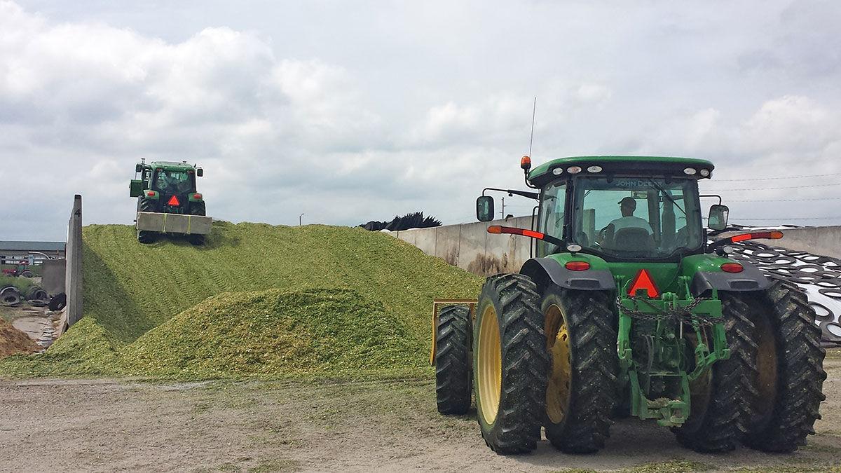 chopping silage