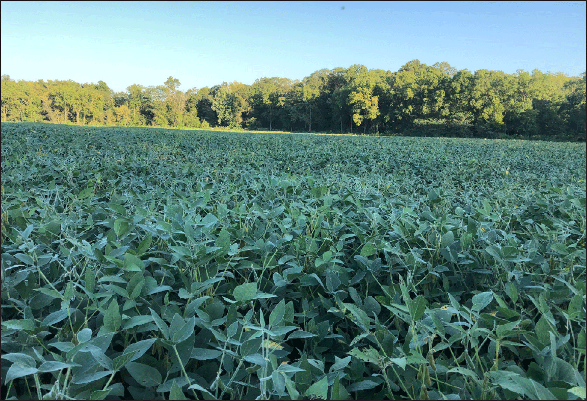 field