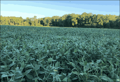 field