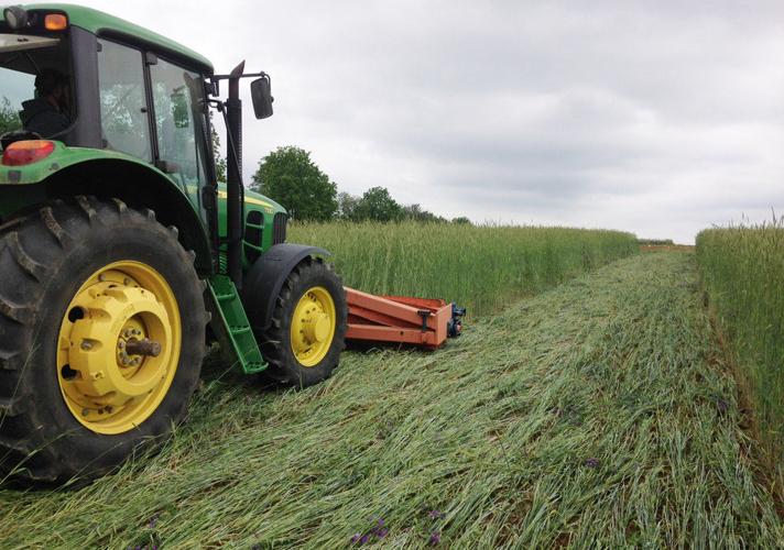 Cereal rye terminated with roller-crimper in organic no-till soybeans