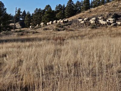 Blackmans utilize technology for better recordkeeping on the ranch