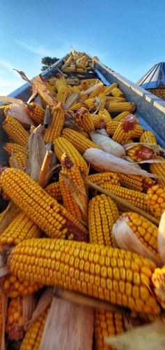 Cob corn