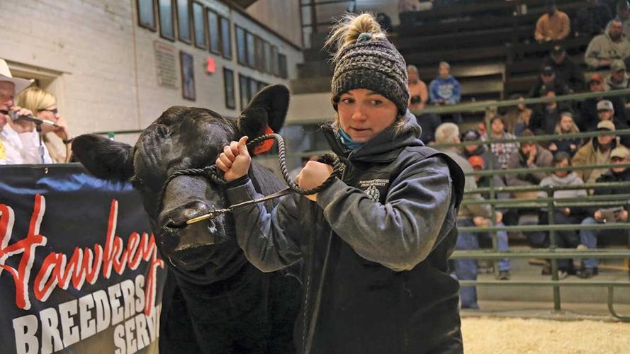 Madyson Thill leads a bull into the sale ring