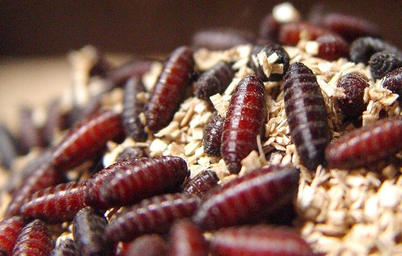 New World screwworm 2.jpg