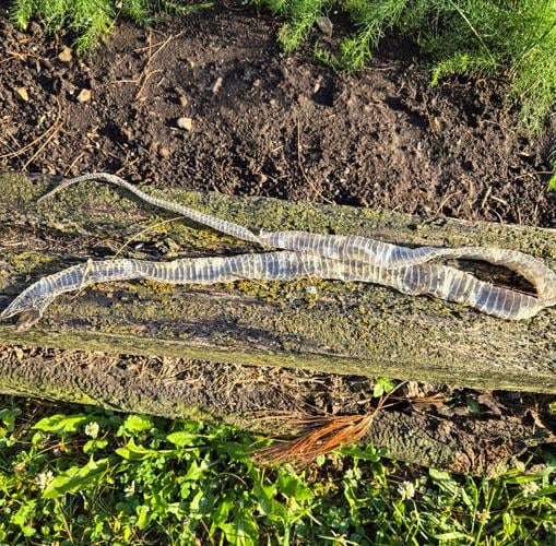 Snakeskin