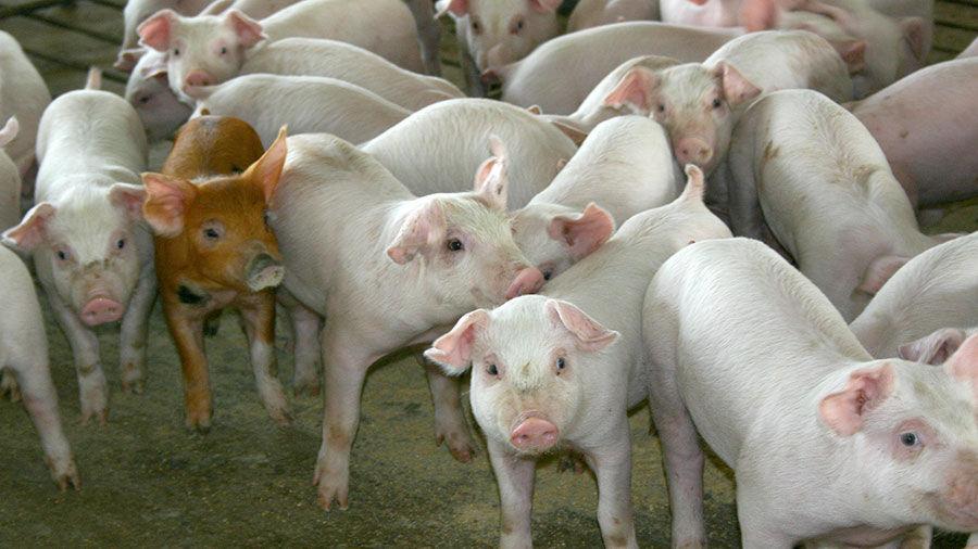 Feeder Pig Prices At Highest Levels Since Ped Outbreak Livestock