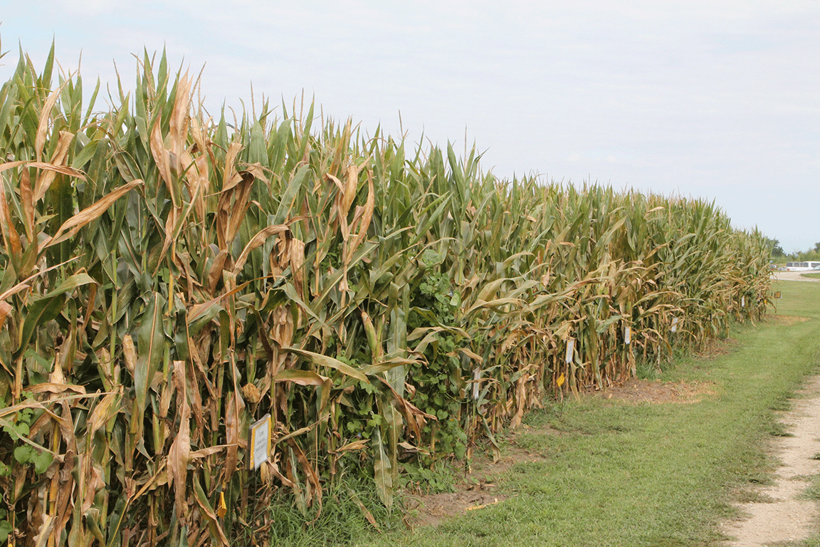 corn test plot