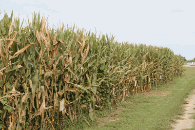 corn test plot