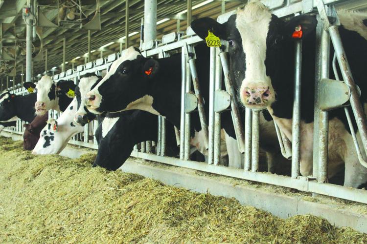 Dairy expansion 1.jpg