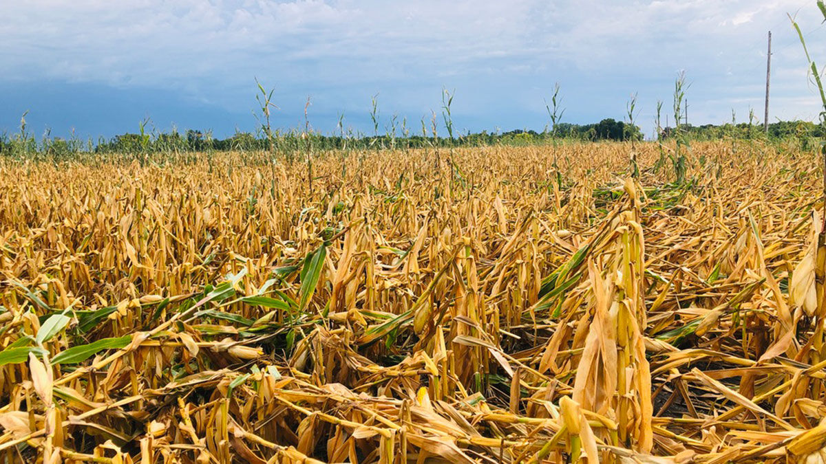 Wind damaged dry corn