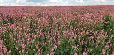 Sainfoin