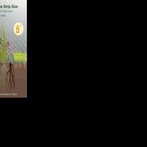 Layout of prairie strip