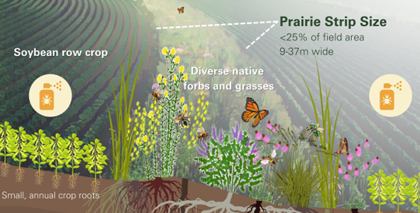 Layout of prairie strip