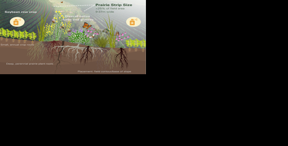 In-depth new synthesis confirms prairie strips' value for pollinators