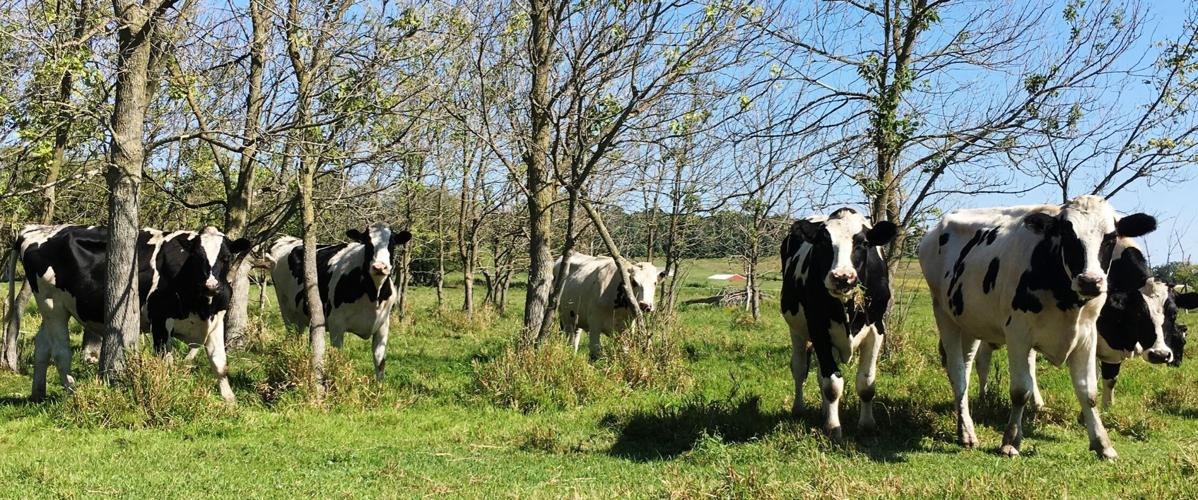 Holsteins in pasture