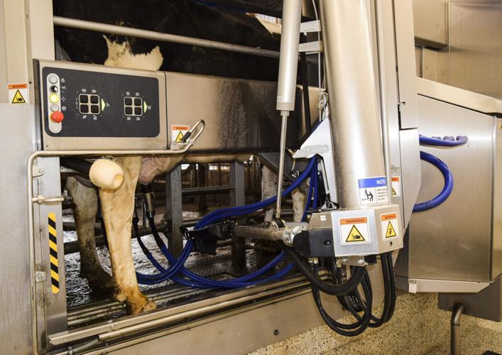 Cow in DeLaval robotic milker