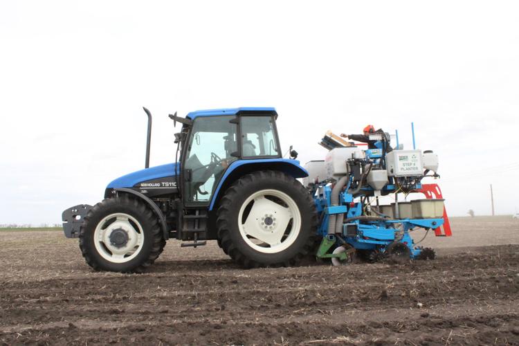Crop variety trials (68) - Copy.JPG