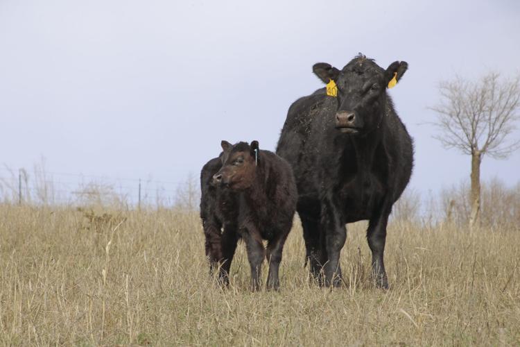 Cattle Theft Prevention (3).jpg