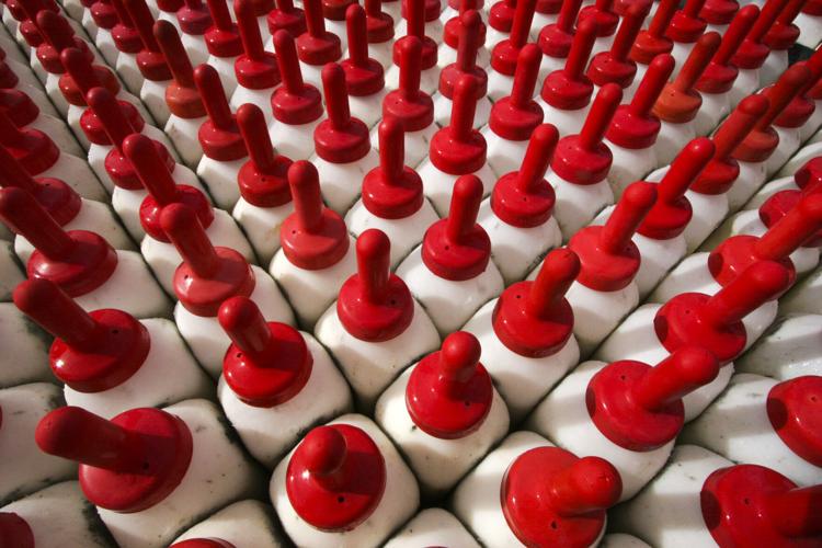 Lines of milk bottles for calf feeding