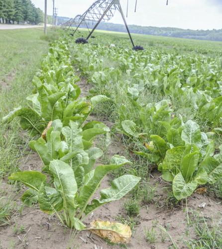 Horseradish